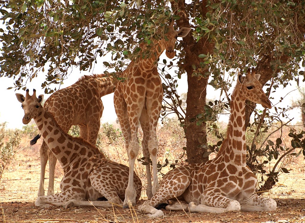 Giraffe kindergarten